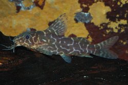 Synodontis sp. `LOWER GUINEA` - Click for species page